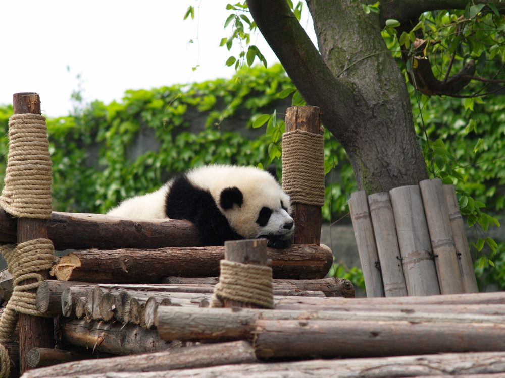 A giant panda resting at the Chengdu panda base